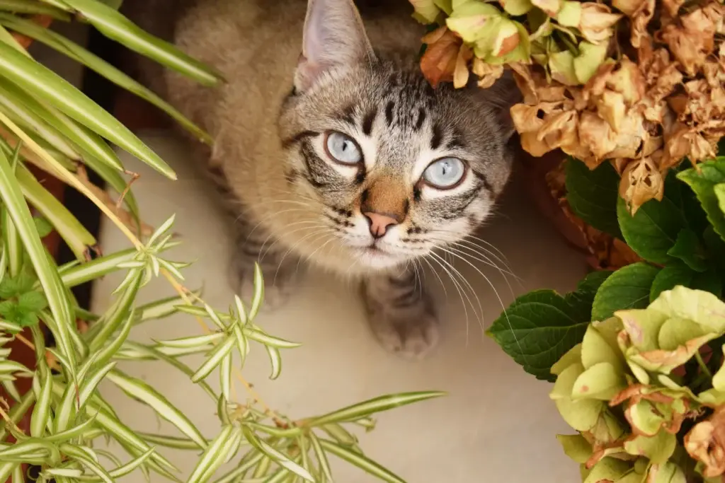 Curious cat safely exploring indoor houseplants including spider plant and Boston fern - houseplants safe for cats