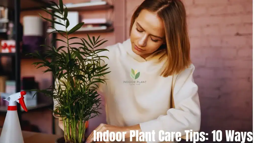 Indoor Plant Care Tips 