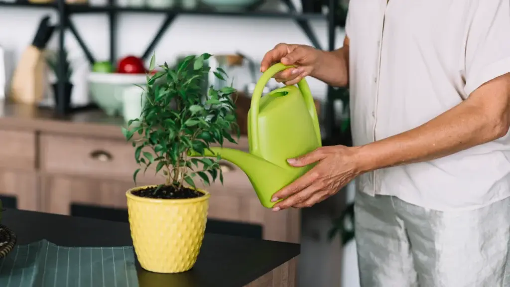 Self watering pot for indoor plants showing built-in water reservoir