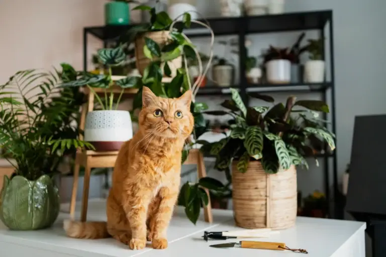 cat safe house plants