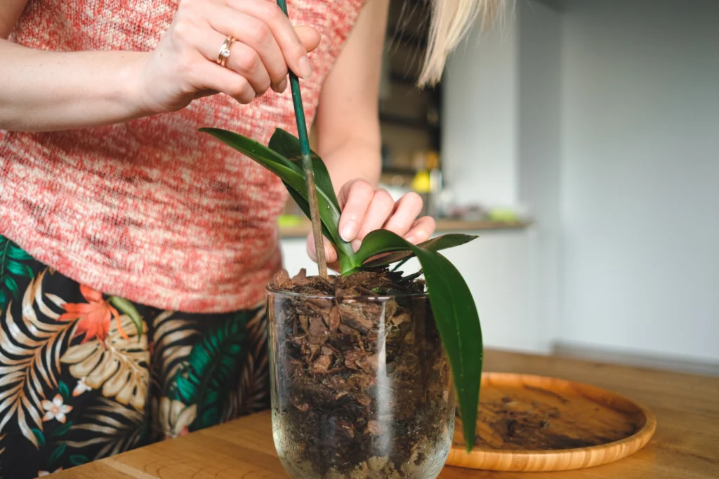 Person checking soil moisture of an indoor plant to learn how often to water indoor plants in winter