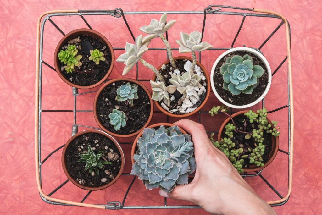 A collage of common indoor house plants including Snake Plant, Pothos, and Peace Lily on a sunny windowsill