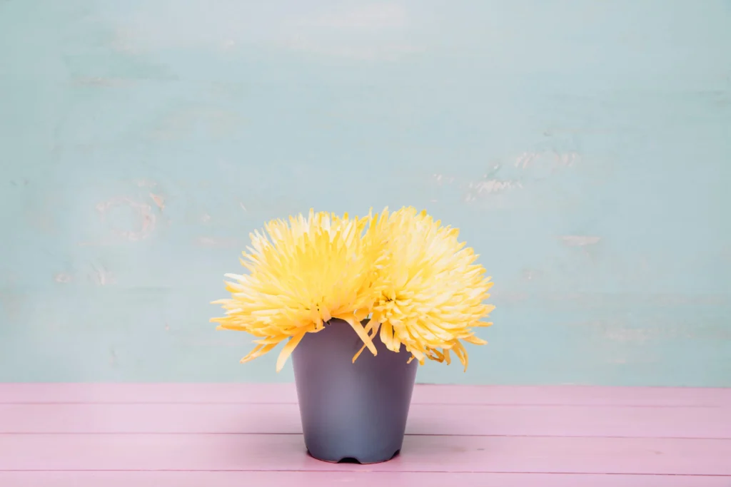 Indoor plant with yellow leaves caused by overwatering