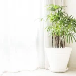 how to care for a fern houseplant in bright indirect light indoors