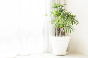 How to Care for a Fern Houseplant: 10 Proven Tips