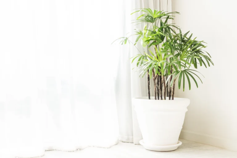 how to care for a fern houseplant in bright indirect light indoors