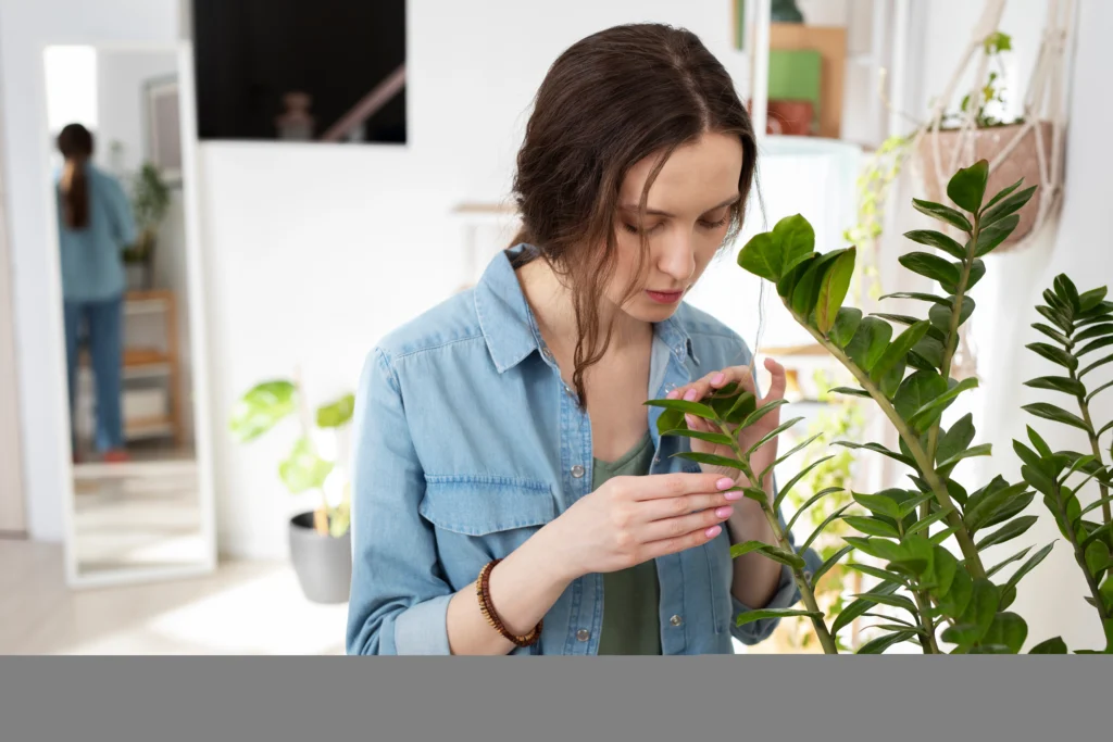 how to care for a fern houseplant in high humidity bathroom environment