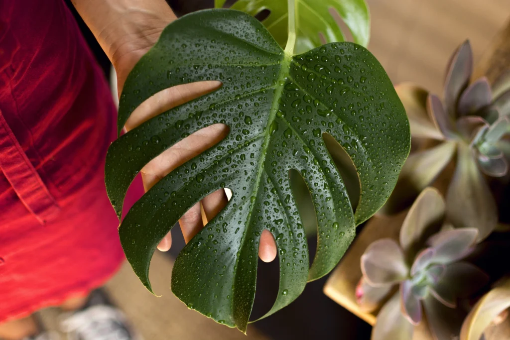 plant food for indoor plants - healthy dark green monstera compared to pale nutrient deficient monstera on indoor shelf