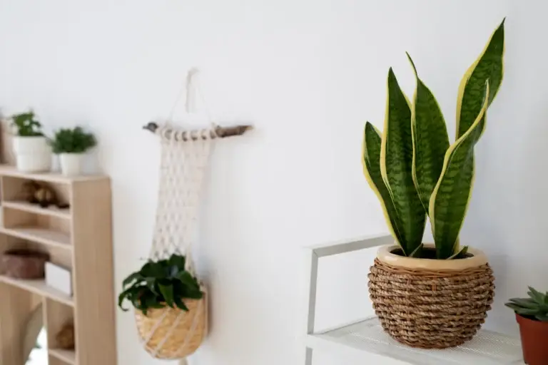 How to Take Care of Indoor Plants for Beginners: 7 Unkillable Plants That Thrive in Low Light