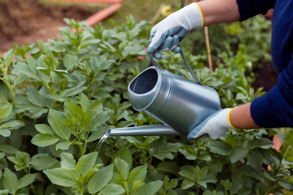 plant food for indoor plants - thoroughly watering indoor plant before applying liquid fertilizer to prevent root burn