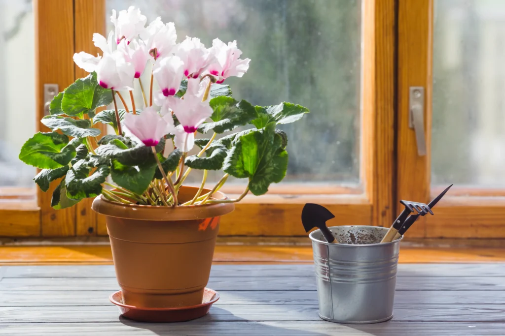 how to care for an orchid plant indoors in bright indirect sunlight near window