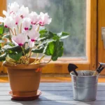 how to care for an orchid plant indoors in bright indirect sunlight near window