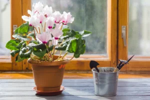 How to Care for an Orchid Plant Indoors: Complete Step-by-Step Guide