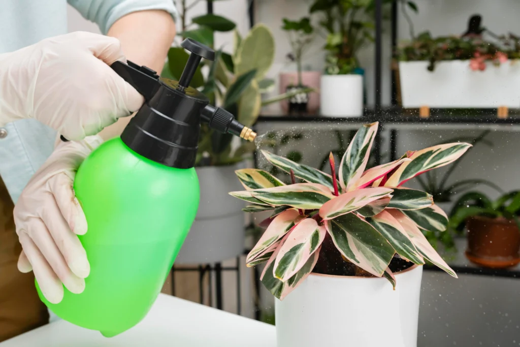 Various types of liquid and granular plant food for indoor plants displayed next to a healthy pothos houseplant