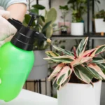 Various types of liquid and granular plant food for indoor plants displayed next to a healthy pothos houseplant
