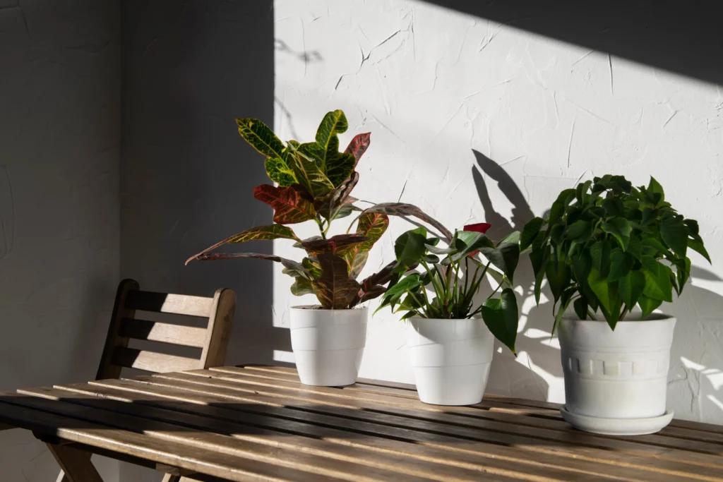 Indoor houseplants placed near a window with indirect sunlight