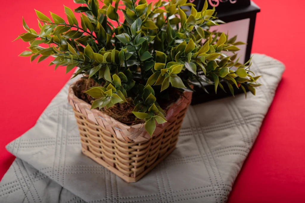 Indoor plant pot with drainage holes and saucer to prevent root rot in low-light conditions