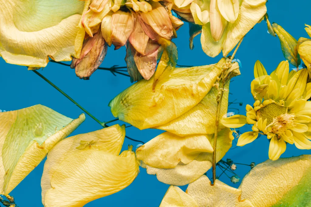 Overwatered indoor plant with yellow leaves illustrating how often to water indoor plants in winter