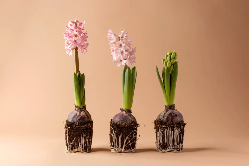 how to care for an orchid plant indoors showing healthy green and gray roots in clear pot