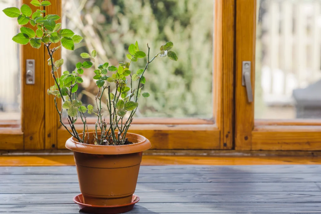 plant food for indoor plants - pothos showing active new growth in spring near bright window ready for fertilizing