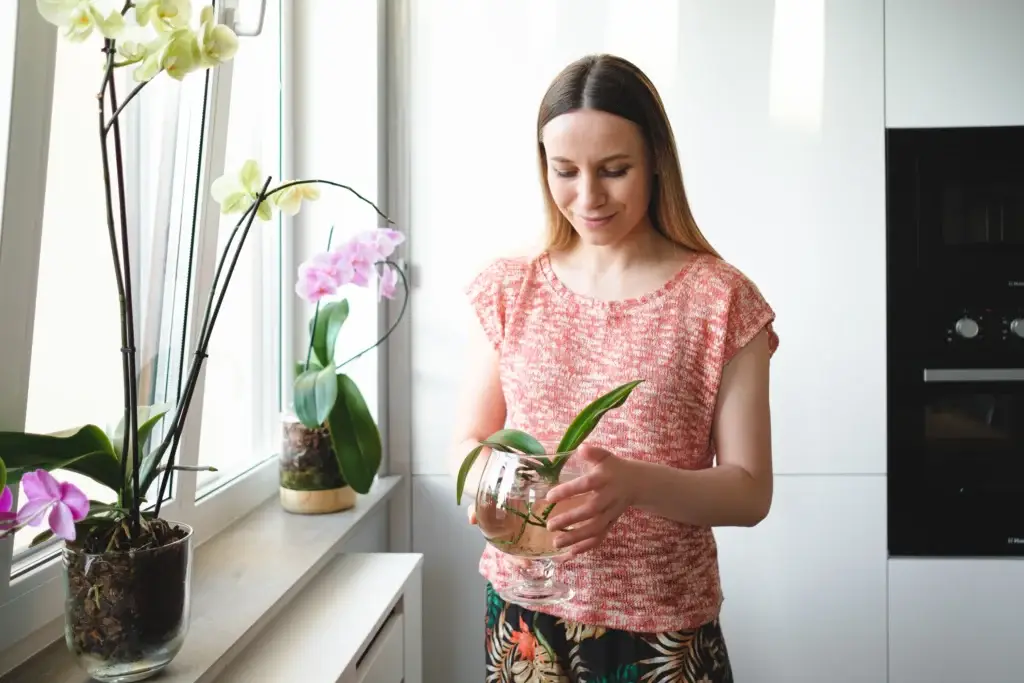 how to take care of indoor plants for beginners