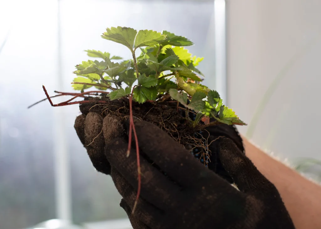 Indoor plant roots damaged by root rot from overwatering
