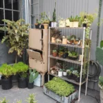 LED grow light positioned 6 to 12 inches above indoor plants on a shelf in a low-light room