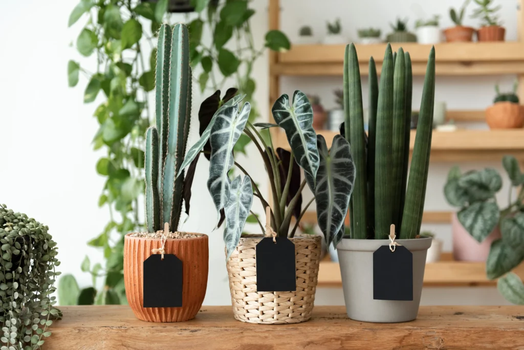 Low light indoor plants including snake plant pothos and ZZ plant