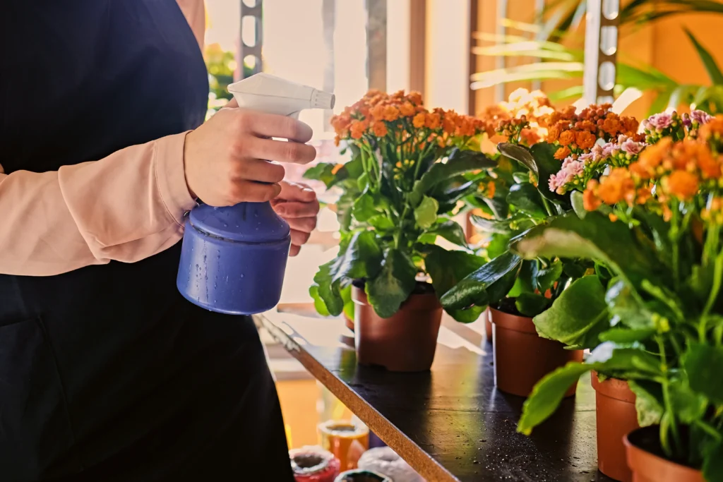 Gardener carefully diluting liquid plant food before applying to indoor plants