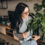 Beginner caring for indoor plants in a bright apartment living room