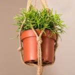 are spider plants safe for cats - tabby cat sitting beside a spider plant in a bright indoor living space