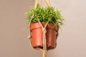 Are Spider Plants Safe for Cats? 7 Facts to Know