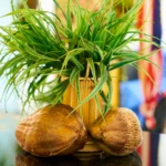Chlorophytum spider plant care showing healthy green spider plant in indoor bright light