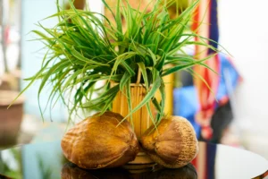 Chlorophytum Spider Plant Care Made Simple