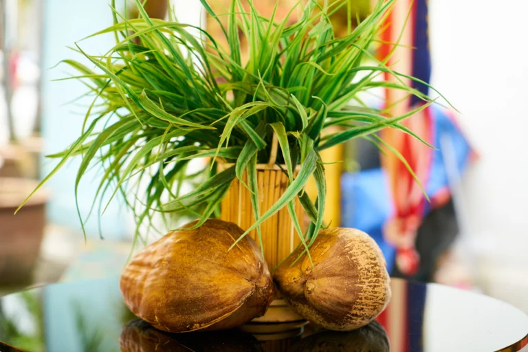 Chlorophytum spider plant care showing healthy green spider plant in indoor bright light