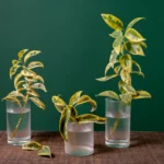 overwatering vs underwatering - yellowing soft overwatered plant leaf next to dry crispy underwatered plant leaf comparison