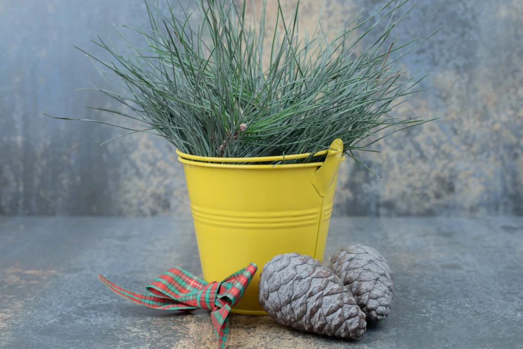 yellowing indoor plant in a pot dying from overwatering
