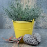 yellowing indoor plant in a pot dying from overwatering