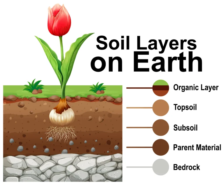 best soil for indoor plants - healthy white plant roots growing through light airy well-draining indoor potting mix