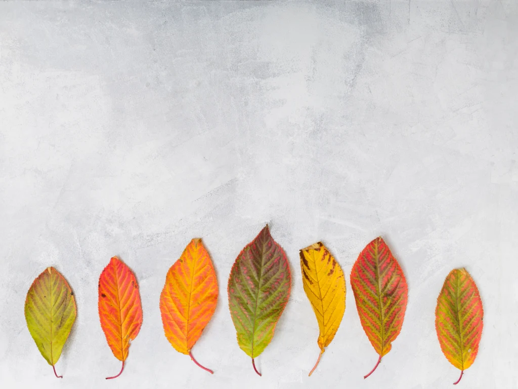 indoor plant leaves turning yellow single leaf vs multiple leaves comparison