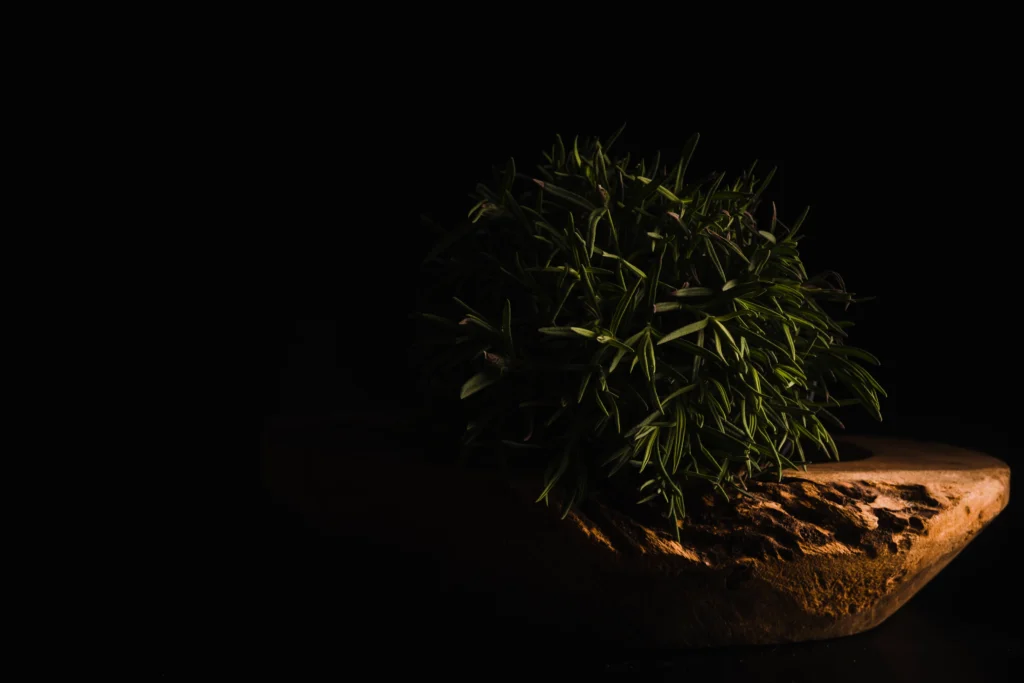 overwatering vs underwatering - indoor plant showing yellowing leaves from poor light conditions not related to watering problems