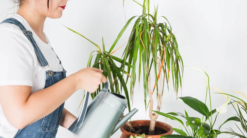 Bird of paradise plant care watering tips for healthy leaf growth