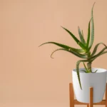 Healthy snake plant care indoors in a bright room
