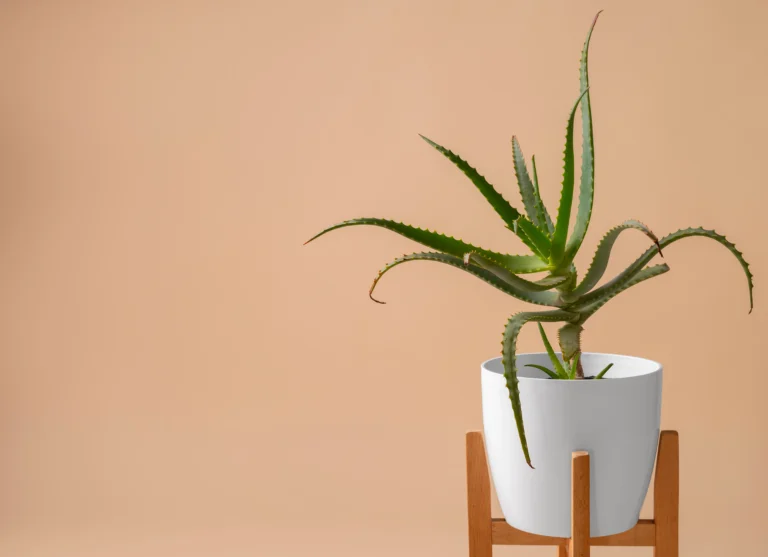 Healthy snake plant care indoors in a bright room