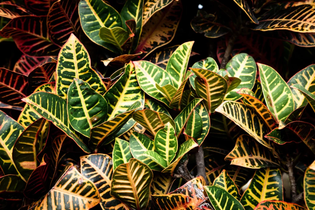 Snake plant yellow leaves caused by overwatering