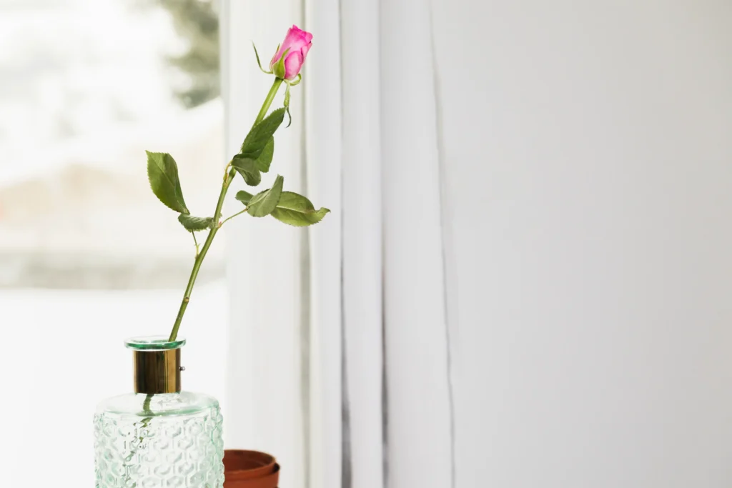 indoor plant placed near window receiving natural sunlight
