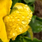 indoor plant leaves turning yellow due to overwatering with wet soil close-up