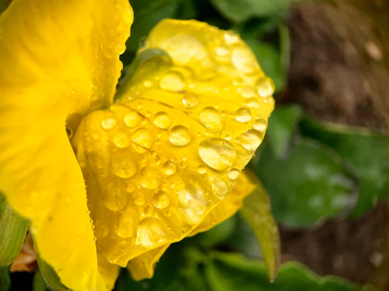 indoor plant leaves turning yellow due to overwatering with wet soil close-up